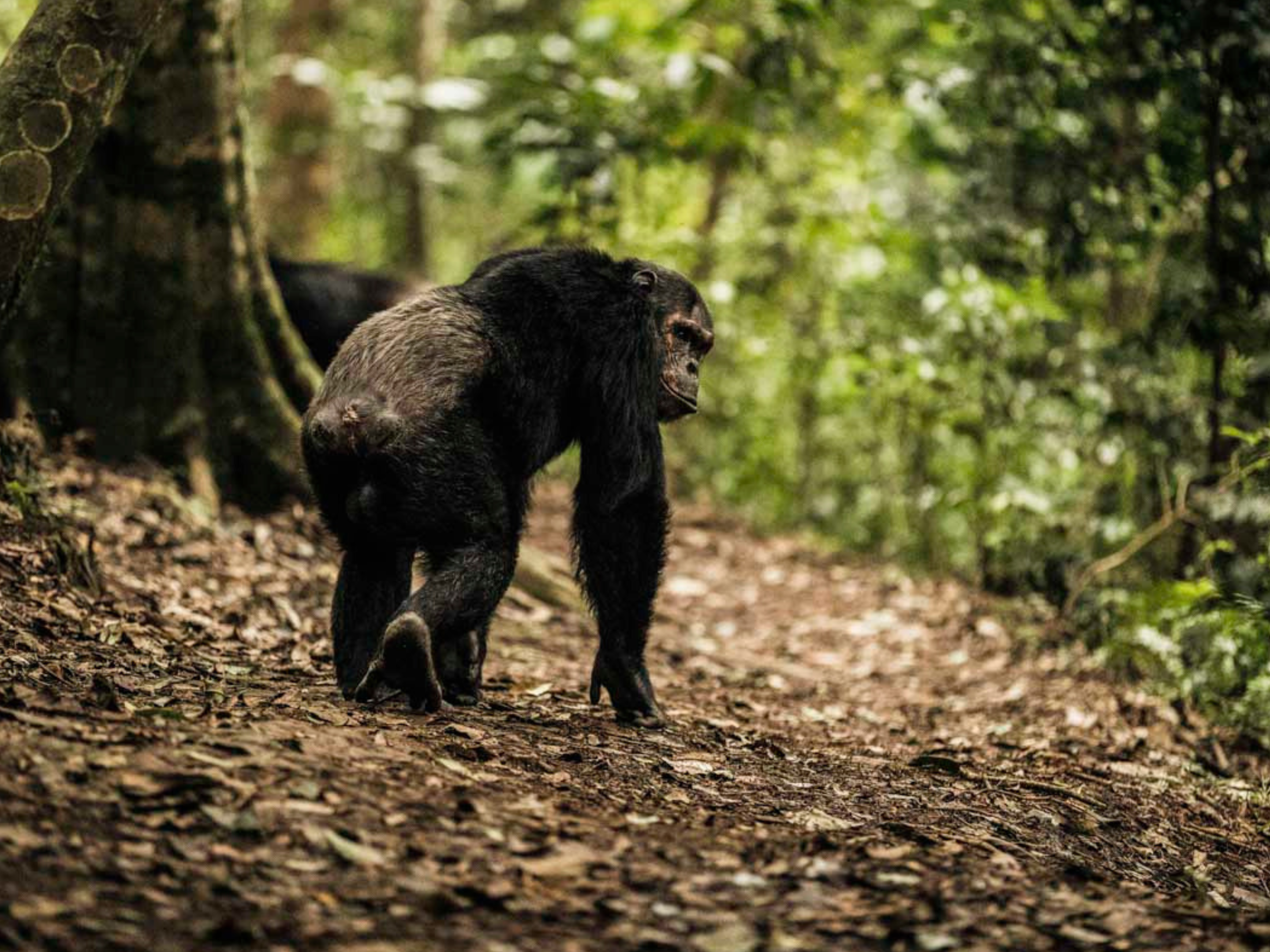 WanderLux Safaris Ltd