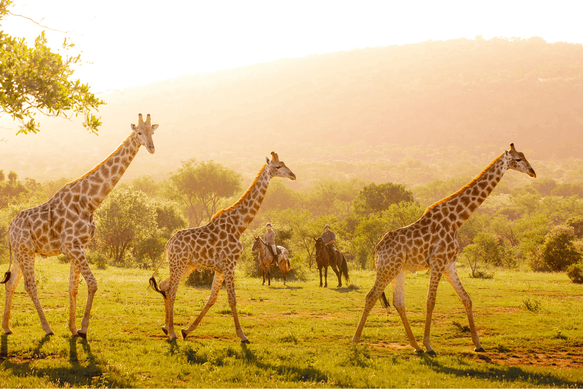African Horse Safaris